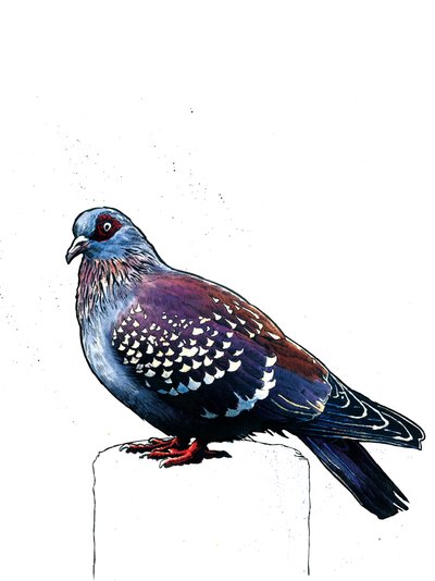 白の鳩、2019 作： Mike Davis