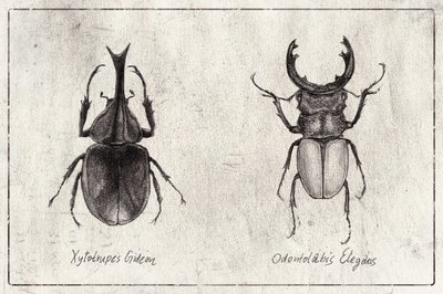  作： 