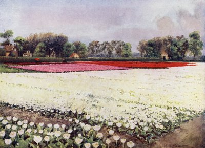 "Here is tulips for you, white, for bridal or burial" (カラーリトグラフ) 作： Mima Nixon