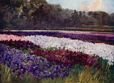 「エメラルド色の房の中に、紫、青、白の花が、サファイアや真珠、豪華な刺繍のように咲いている」（カラーリトグラフ 作： Mima Nixon