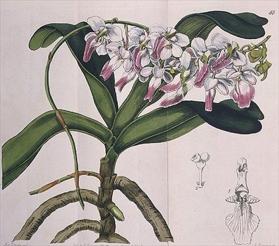 I. Ridgwayが出版したAerides Crispum（蘭）。 作： Miss Drake