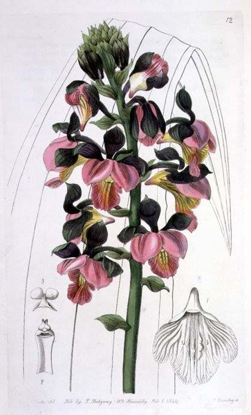 Orchis Lissochilus Roseus、I. Ridgway発行。 作： Miss Drake