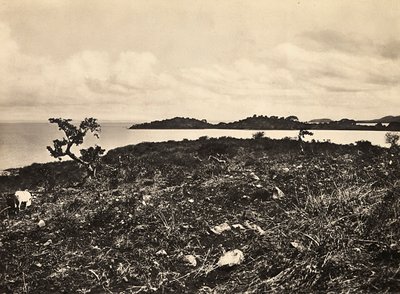 ファシズムの時代に帝国を築く。タナ湖。エチオピア、1936年09月05日（モノクロ写真 作： Modestino Baldinetti