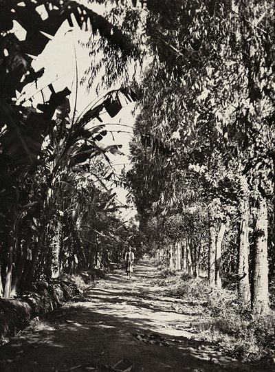 ファシストの時代に帝国を築く：チェレンの果樹園、1936年09月05日（モノクロ写真 作： Modestino Baldinetti