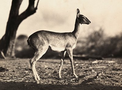 ファシストの時代に帝国を築く：セティットのヤギ 1936年09月05日（モノクロ写真 作： Modestino Baldinetti