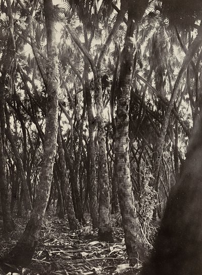 ファシストの時代に帝国を築く：ダムヤシの木立 1936年09月05日（モノクロ写真 作： Modestino Baldinetti