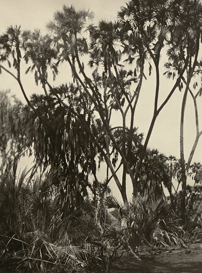 ファシストの時代に帝国を築く：ダムヤシの木立 1936年09月05日（モノクロ写真 作： Modestino Baldinetti