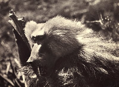 ファシズムの時代に帝国を築く：猿 1936年09月05日（モノクロ写真 作： Modestino Baldinetti