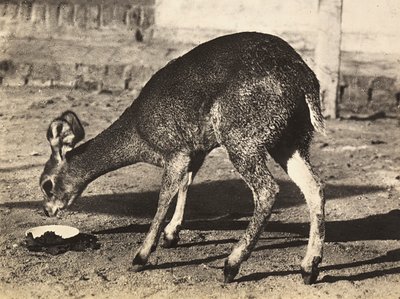 ファシズムの時代に帝国を築く：カモシカ 1936年09月05日（モノクロ写真 作： Modestino Baldinetti