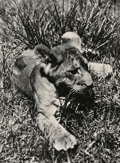 ファシズムの時代に帝国を築く：若き獅子の例 1936年09月05日（モノクロ写真 作： Modestino Baldinetti
