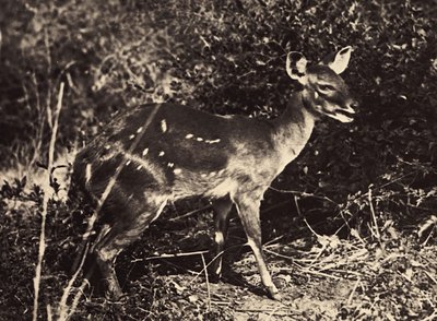 ファシズムの時代に帝国を築く：カモシカ、1936年09月05日（モノクロ写真 作： Modestino Baldinetti