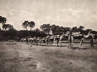 ファシズムの時代に帝国を築く：ラクダのキャラバン隊 1936年09月05日（モノクロ写真 作： Modestino Baldinetti