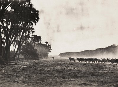ファシスト時代の帝国建設：ガスク川に向かって放牧される牛たち 1936年09月05日（モノクロ写真 作： Modestino Baldinetti