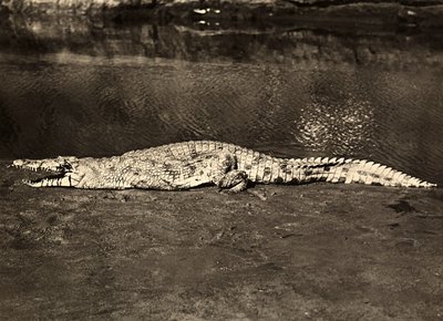 ファシズムの時代に帝国を築く：クロコダイル、1936年09月05日（モノクロ写真 作： Modestino Baldinetti