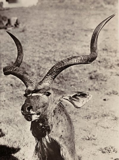 ファシスト時代の帝国建設：アガゼンの例 1936年09月05日（モノクロ写真 作： Modestino Baldinetti