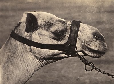 ファシストの時代に帝国を築く：ビシャリのラクダの頭 1936年09月05日（モノクロ写真 作： Modestino Baldinetti
