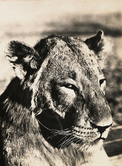 ファシズムの時代に帝国を築く：ライオンの頭 1936年09月05日（モノクロ写真 作： Modestino Baldinetti