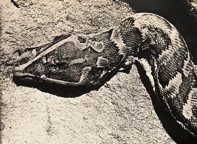 ファシズムの時代に帝国を築く：ニシキヘビの頭 1936年09月05日（モノクロ写真 作： Modestino Baldinetti