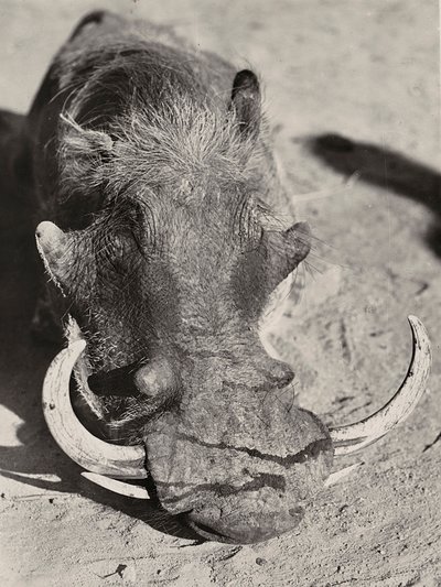 ファシズムの時代に帝国を築く：イノシシの頭 1936年09月05日（モノクロ写真 作： Modestino Baldinetti