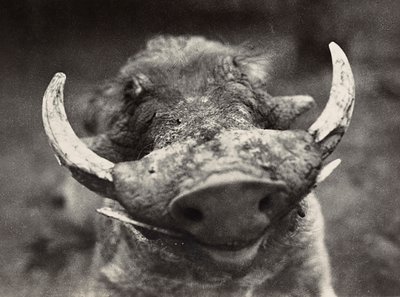 ファシズムの時代に帝国を築く：イノシシの頭 1936年09月05日（モノクロ写真 作： Modestino Baldinetti