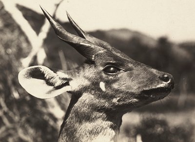 ファシズムの時代に帝国を築く：カモシカの頭 1936年09月05日（モノクロ写真 作： Modestino Baldinetti