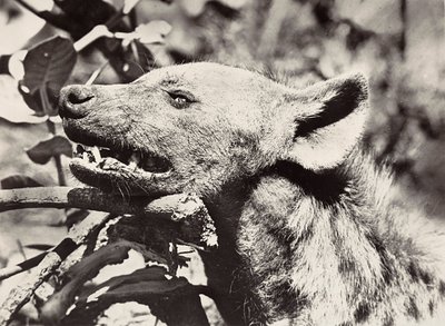 ファシズムの時代に帝国を築く：ハイエナの頭部 1936年09月05日（モノクロ写真 作： Modestino Baldinetti
