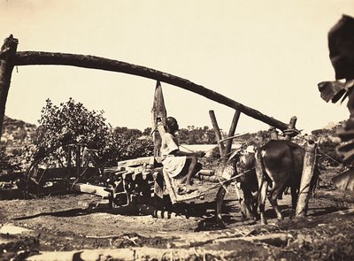 ファシズムの時代に帝国を築く：先住民族ノリア、1936年09月05日（モノクロ写真 作： Modestino Baldinetti