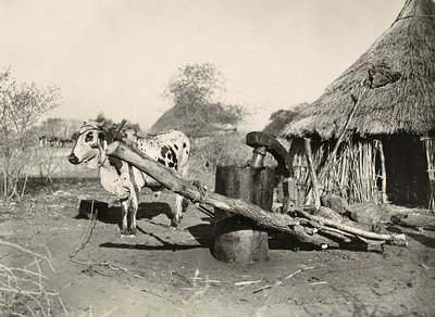 ファシズムの時代に帝国を築く：土着の石油メーカー 1936年09月05日（モノクロ写真 作： Modestino Baldinetti