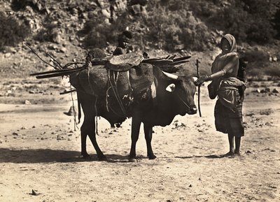ファシズムの時代に帝国を築く：ノマド、1936年09月05日（モノクロ写真 作： Modestino Baldinetti