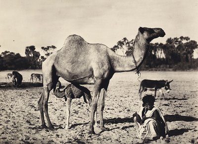 ファシズムの時代に帝国を築く：ノマド 1936年09月05日（モノクロ写真 作： Modestino Baldinetti