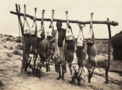 ファシストの時代に帝国を築く：捕獲された鹿たち 1936年09月05日（モノクロ写真 作： Modestino Baldinetti