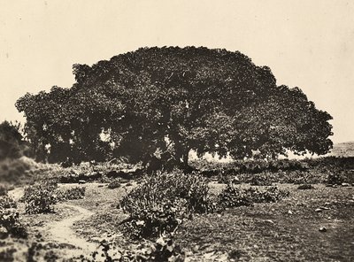 ファシストの時代に帝国を築く：1896年にアドゥアで行われたイタリア人捕虜の法廷「シコモーロ」、1936年09月05日（モノクロ写真 作： Modestino Baldinetti