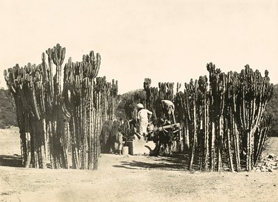 ファシスト時代の帝国建設：ナクファの井戸（1936年9月5日）（モノクロ写真 作： Modestino Baldinetti