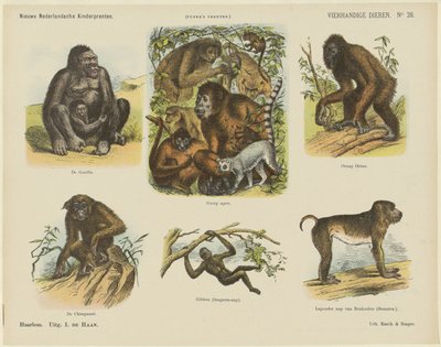 四つ足の動物 (オブジェクトのタイトル) 新しいオランダの子供の版画 (オブジェクトのシリーズ タイトル) ファンケの版画（オブジェクトのシリーズタイトル） 作： Monogrammist A.K.