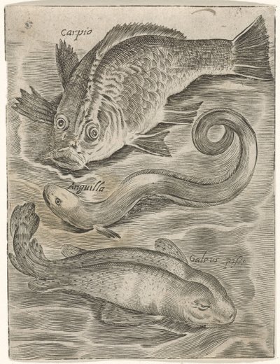 Studieblad と Drie vissen の出会い お魚ライブアイコン（連載タイトル） 作： Monogrammist P+P