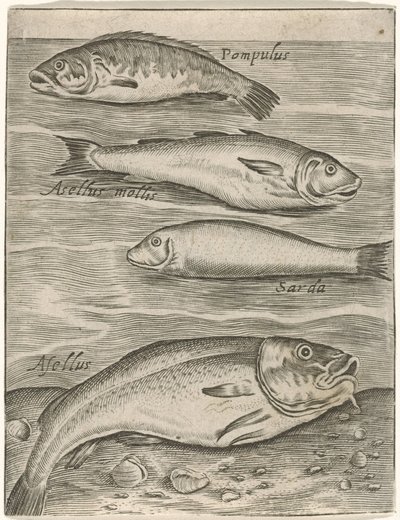 Studieblad は vier vissen に会いました お魚ライブアイコン（連載タイトル） 作： Monogrammist P+P