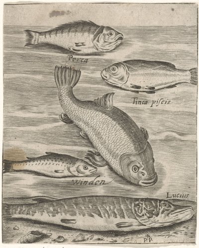 Studieblad と vijf vissen の出会い お魚ライブアイコン（連載タイトル） 作： Monogrammist P+P