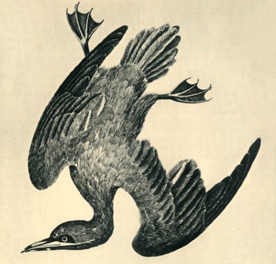 「ガネット」、1799年、 作： Moses Griffiths