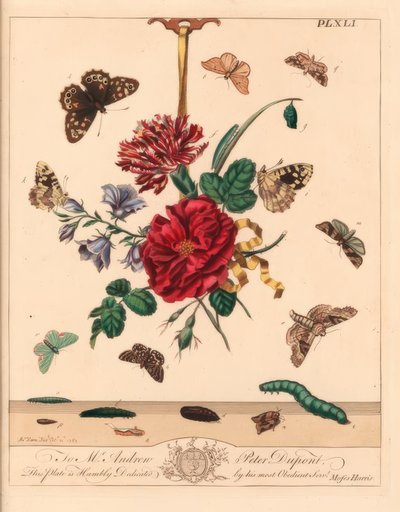 アングルシェードガ、Phlogophora meticulosa、オークフックチップ、ワトソナラビナリア、マザーシップトンモス、Callistege mi、斑点ウッドバタフライ、Parrge aegeria、バードフックチップ、ワトソナラカルトラリア、ブラウンチャイナマーク、Elophila nymphaeata、および名誉の女中、ヒップ 作： Moses Harris