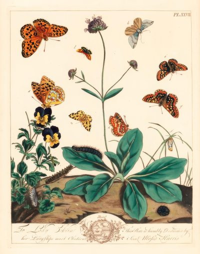 脂っこいヒョウモン、Euphydryas aurinia、高い茶色のヒョウモン、Fabriciana adippe、高音バーの蛾、Aplocera plagiata、斑点のある黄色、Pseudopanthera macularia、真紅と金色の蛾、Pyrausta purpuralis、悪魔のビットのむずむずしさ、Succisa pratensis 作： Moses Harris