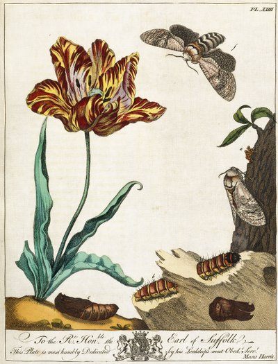蛾のライフサイクル、プレート23、「アウレリアン、または英語の昆虫の自然史」、1778年 作： Moses Harris