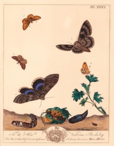 スモールパールボーダーフリティラリーバタフライ（Boloria selene）、クリフデンノンパレイルモス（Catocala fraxini）。 作： Moses Harris