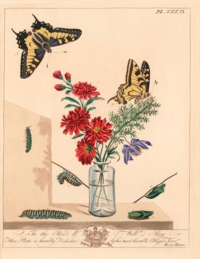 アゲハチョウ（Papilio machaon）。イラストをもとにした手彩色のリトグラフ 作： Moses Harris