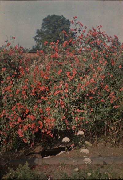 猫とスイートピー、カリフォルニア州。 1907年。 作： Moss