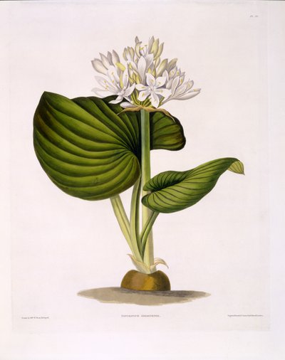 Pancratium Amboinense、 &39;A Selection of Hexandrian Plants&39;のプレート20、R。Havell、ロンドン、1831-34（手彩色の彫刻）を公開 作： Mrs Edward Bury