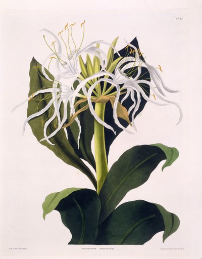 Pancratium Speciosum、「A Selection of Hexandrian Plants」のプレート47、R Havell、ロンドン、1831-1834（手彩色の彫刻）を公開 作： Mrs Edward Bury