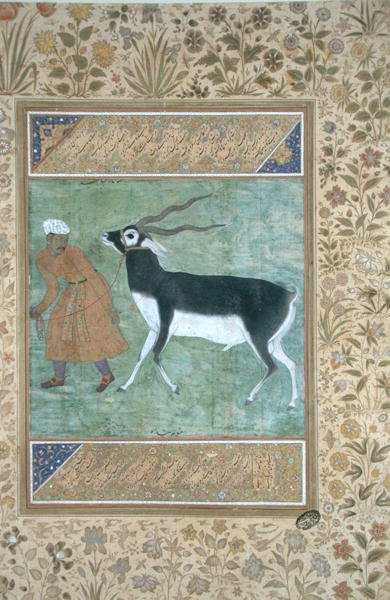 飼育員に導かれるインディアンの黒鹿 1616年頃（不透明水彩・金・紙） 作： Mughal School