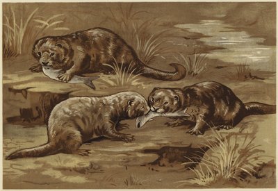 カワウソについて（リソ） 作： N. Parker