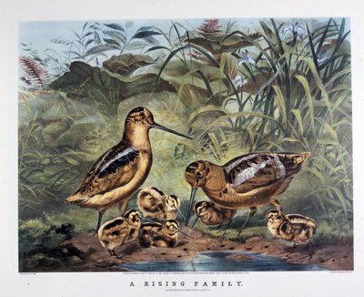一族の興隆.アーサー・テイト著.1857年 （リトグラフ） 作： N. and Ives J.M. (1824 95) Currier