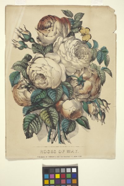 Rosas de maio (litografia colorida à mão) 作： N. and Ives J.M. (1824 95) Currier